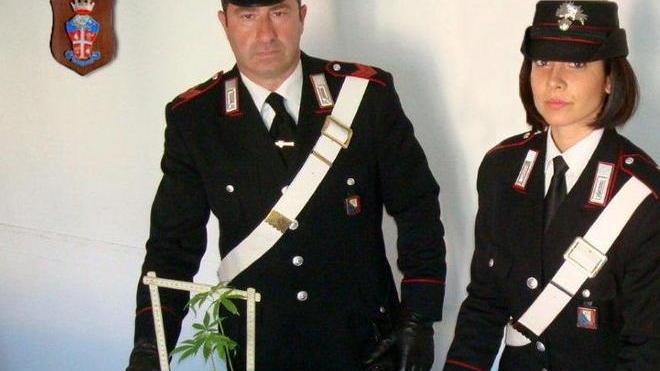 Coltivavano canapa indiana Denunciati 2 giovani fratelli