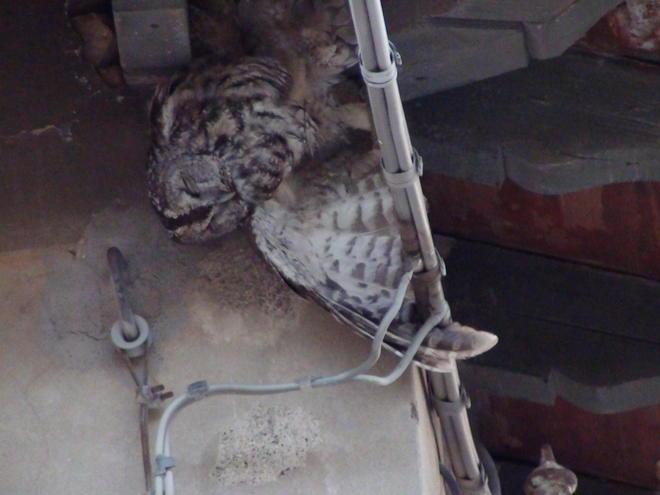 Salvato un gufo intrappolato in un cavo