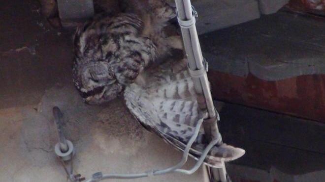 Salvato un gufo intrappolato in un cavo