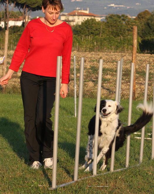 Artigianato, commercio ed esibizioni di cani addestrati
