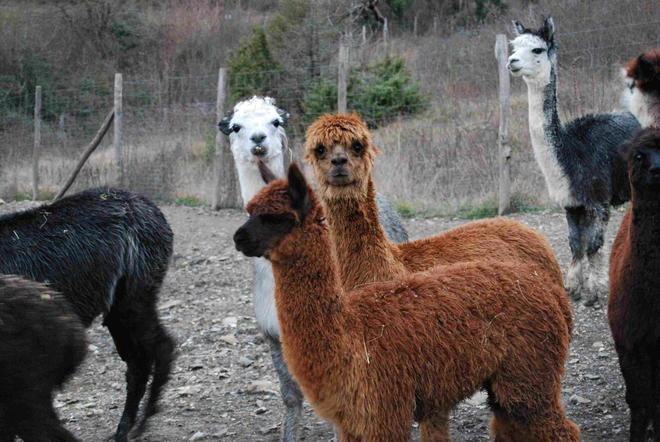 A Castiglioncello il raduno nazionale degli alpaca 