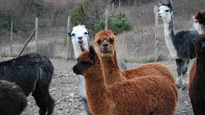 A Castiglioncello il raduno nazionale degli alpaca