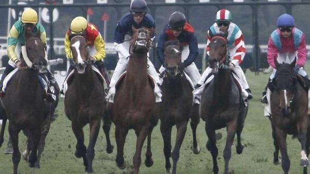 Ippica, Love Chain favorito a San Rossore