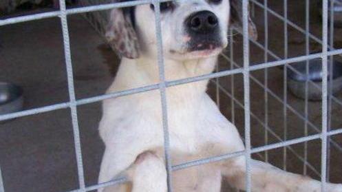 «Niente cani agli stranieri»