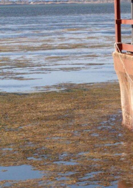 Laguna, ecco il piano alternativo proposto dal Wwf