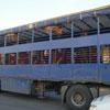 Bovini senz’acqua sui camion: maximulta 