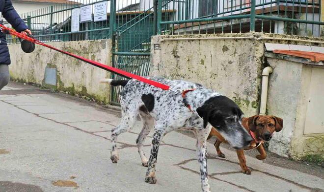 Il sindaco ordina: «Paga il conto del cane» 
