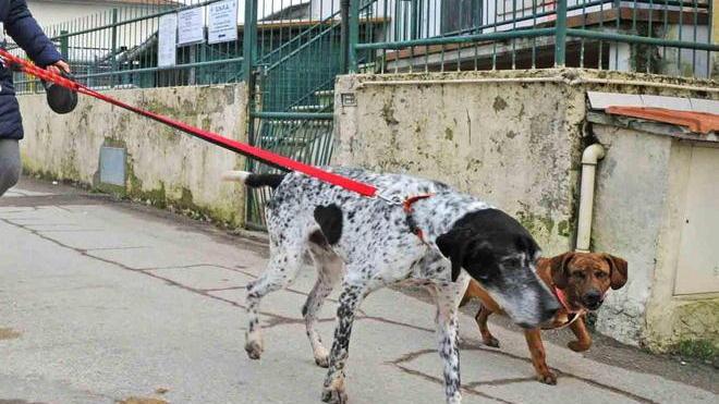 Il sindaco ordina: «Paga il conto del cane»