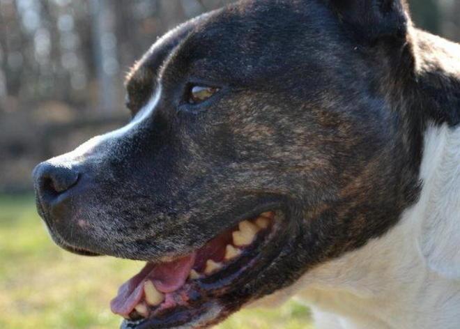  Duncan è pronto per tornare in famiglia 