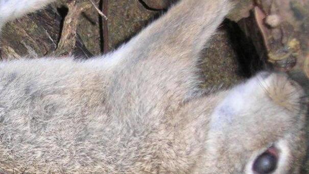 «I nostri volontari non rompono reti»