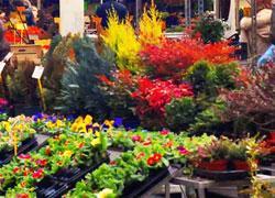 Mostra di fiori stamani a Ronchi 