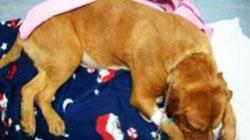 C’è una famiglia pronta ad adottare il cane usato per trasportare la cocaina e salvato dai carabinieri