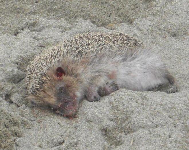 Toporiccio ucciso sulla spiaggia 
