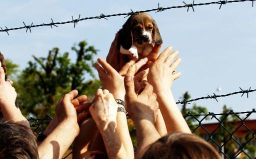 Manifestazione di solidarietà per i cani di Green Hill 
