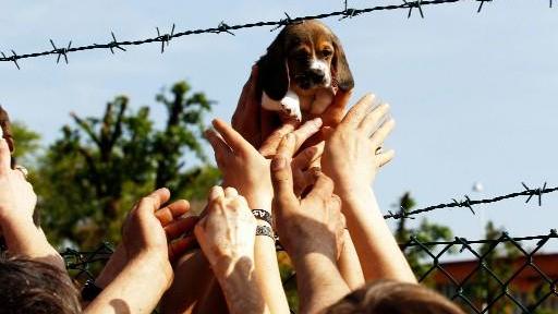Manifestazione di solidarietà per i cani di Green Hill