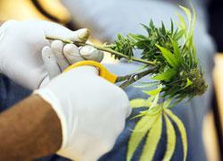 «Ottima la legge sull’uso terapeutico della cannabis» 