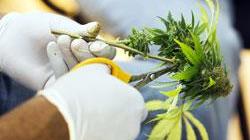 «Ottima la legge sull’uso terapeutico della cannabis»