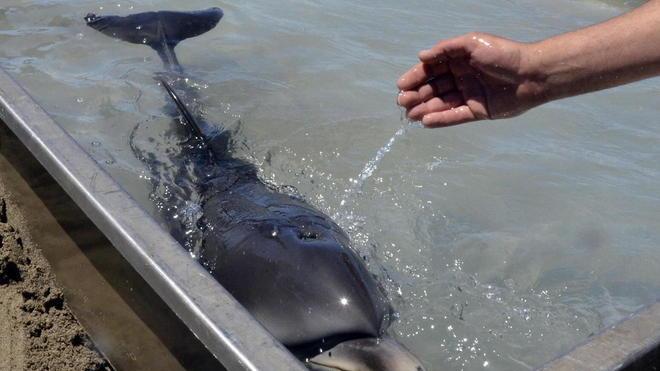 Marina di Grosseto: salvano un delfino in spiaggia