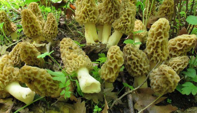 Con la pioggia i cercatori di funghi vanno a nozze 