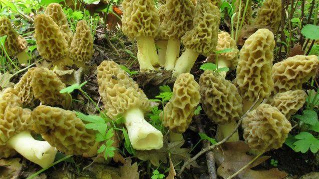 Con la pioggia i cercatori di funghi vanno a nozze