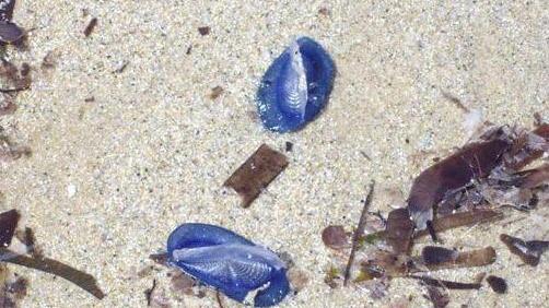 Sulle spiagge l’invasione delle velelle