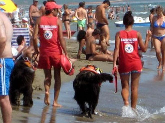 Sicurezza in mare via alle esercitazioni dei cani bagnino 