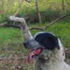 Cane intrappolato dal laccio illegale 