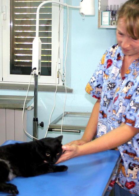 Gatto ferito da un fucile ad aria compressa