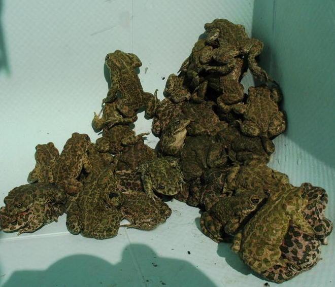 Salvati dalla piscina 100 rospi smeraldini 