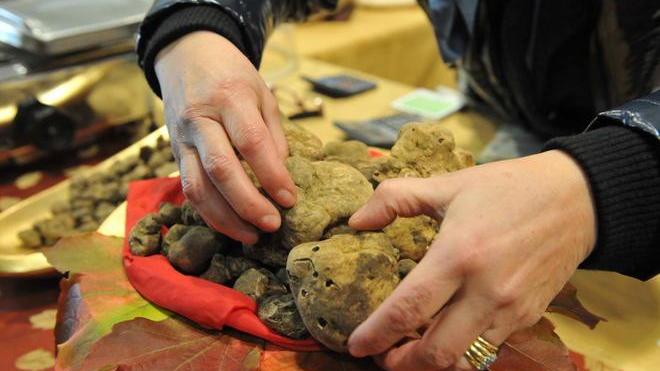 Ora il tartufo si studia Ecco il primo Master
