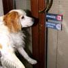 Al supermercato Fido è un problema 
