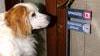 Al supermercato Fido è un problema