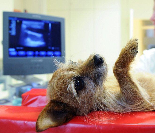 Il mistero del falso veterinario 