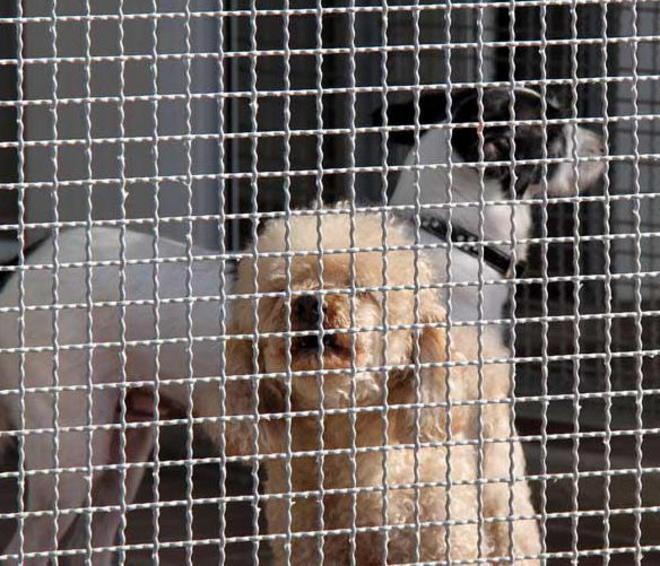 Cani abbandonati in casa da giorni 