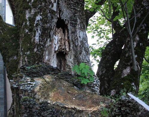 L’acero monumentale rischia di morire