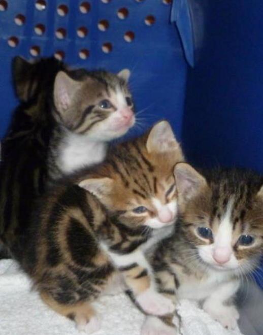 Adozioni e abusi il gruppo che salva cani e gatti sul web 