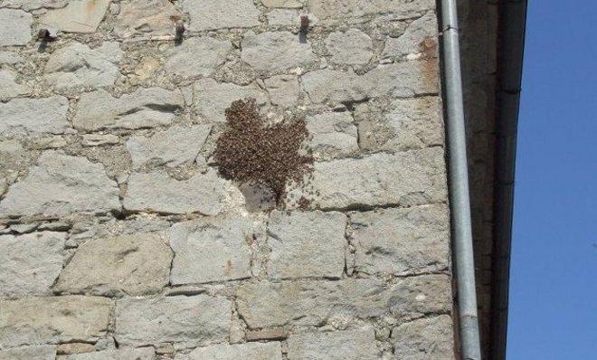 Rimosso un nido d’api in centro