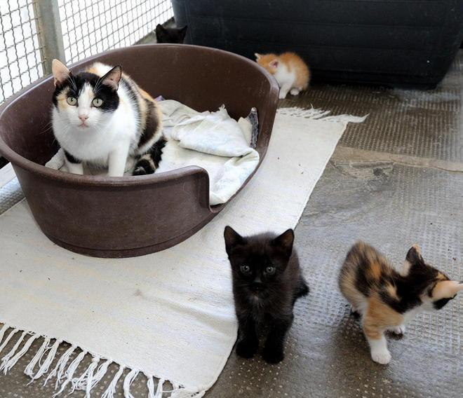 «Qui non c’è più posto» Sos dal gattile che scoppia 