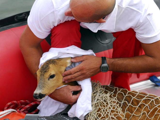 Mediatore linguistico e soccorritore di animali