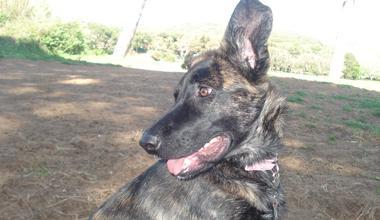 Denunciato il veterinario per la morte di “Maya” 