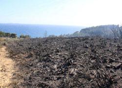 Incendio all’Argentario, in fumo 50 ettari: le fiamme vicino alle case 