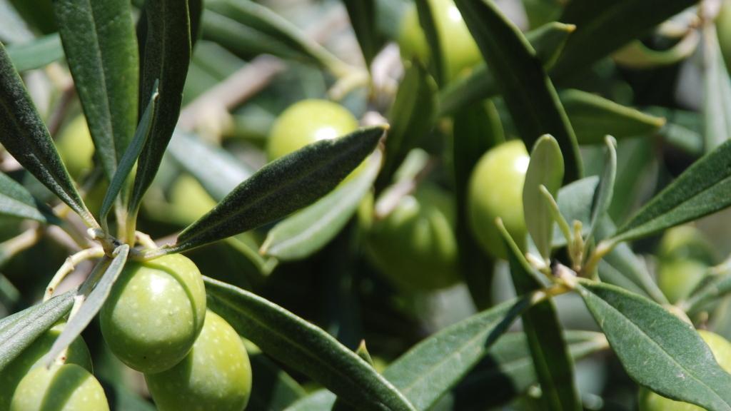 A Donoratico i test dell’olio