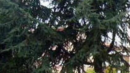 Due etti di hashish in casa arrestato giovane impiegato