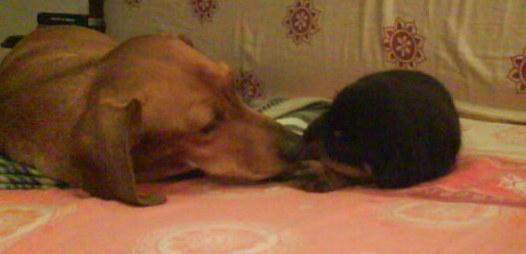 Arturo, il cane pompiere da vittima a soccorritore 