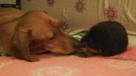 Arturo, il cane pompiere da vittima a soccorritore