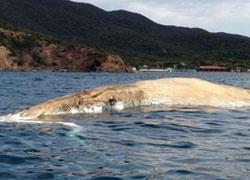 Grossa balena morta al largo di Castiglione 