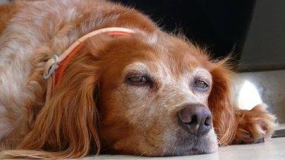 Cane muore avvelenato con una polpetta
