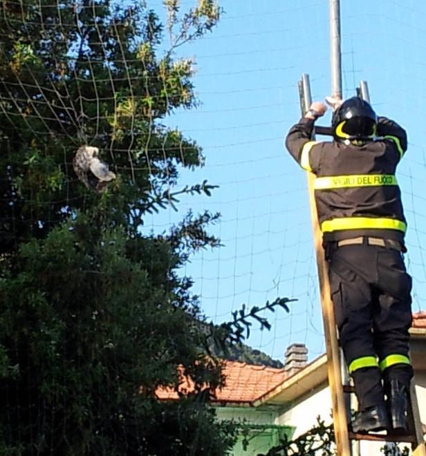 Barbagianni in trappola, liberato 