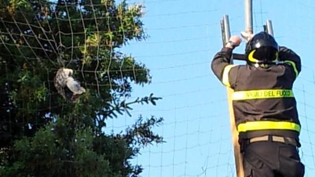 Barbagianni in trappola, liberato