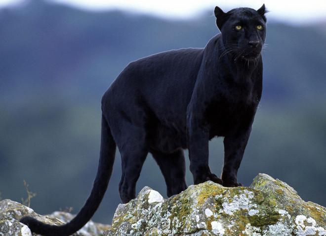 Pantera a spasso sulla Retaia Un calenzanese la fotografa 